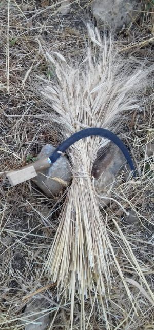 Comienzo con la siega del campo de multiplicación en Montecorto (Málaga)