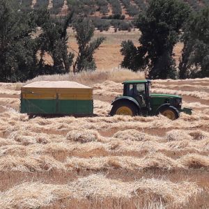 Magnifica cosecha de la Variedad "Recio de Ronda Evolutivo" con manejo agroecológico