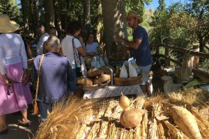 Exposición de trigos antiguos en el mercadillo agroecologico
